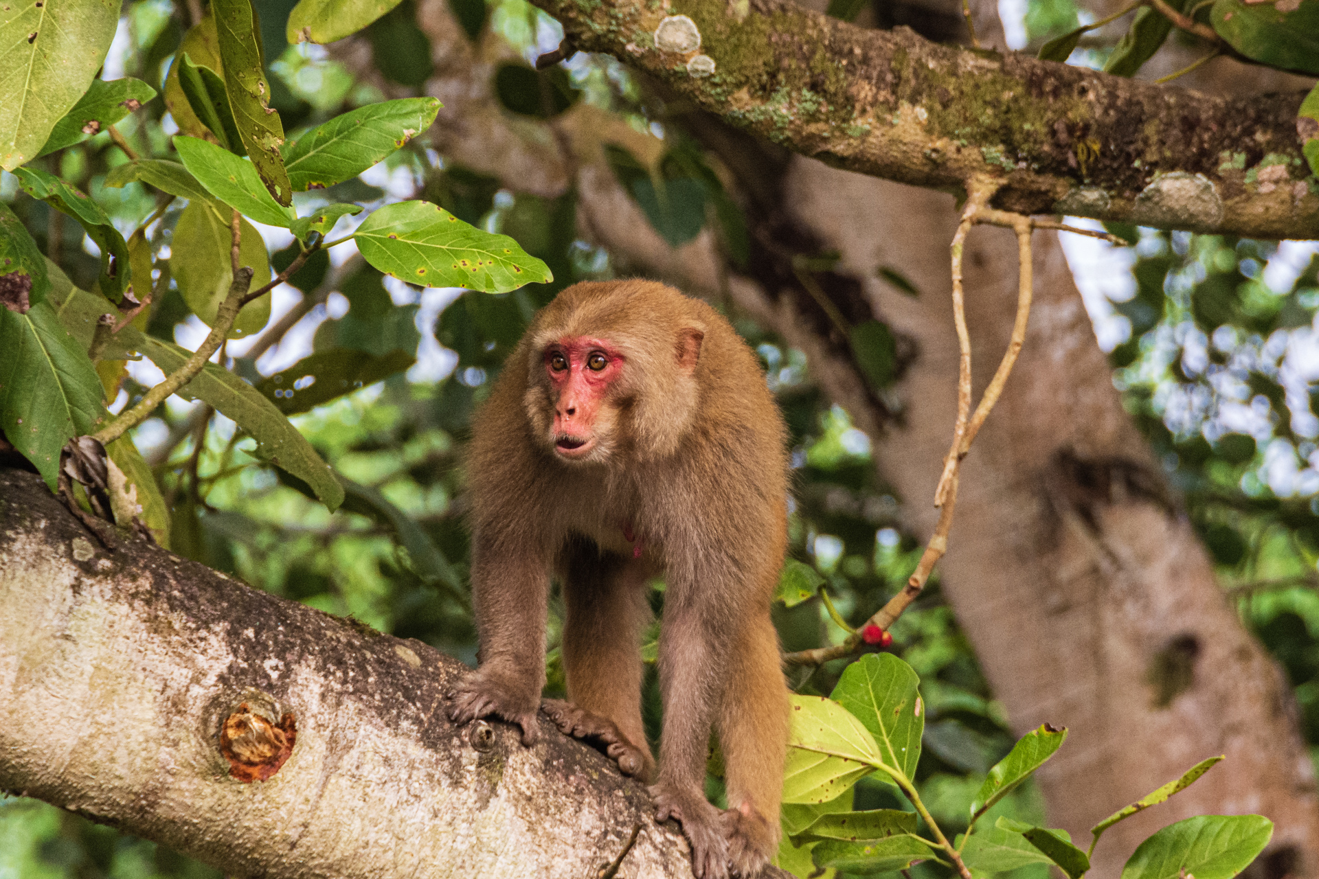 Chitwan Rapti River Tour